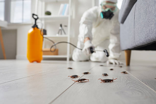 Post-Treatment Bed Bug Interceptor Monitoring in Fort Irwin